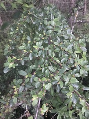 Cotoneaster divaricatus