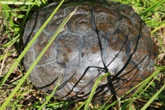 Mauremys leprosa leprosa