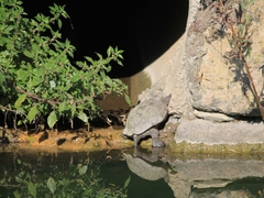 Mauremys leprosa leprosa