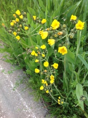 Pilosella piloselloides