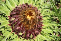 Carlina acaulis acaulis