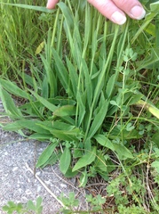 Pilosella piloselloides