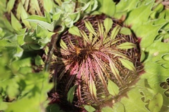 Carlina acaulis acaulis