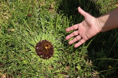 Carlina acaulis acaulis