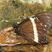Papilio coroebus syndemis - Photo (c) Lepidoptera Colombiana 🇨🇴, alguns direitos reservados (CC BY-NC), uploaded by Lepidoptera Colombiana 🇨🇴