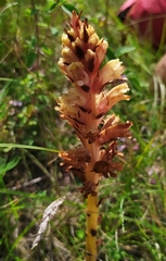 Orobanche kochii