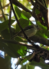 Hemitriccus flammulatus