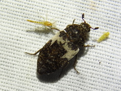 Dermestes marmoratus