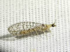 Eremochrysa tibialis