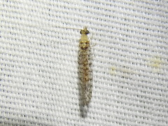 Eremochrysa tibialis