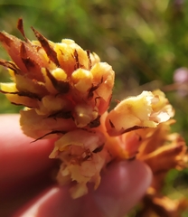 Orobanche kochii