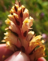 Orobanche kochii