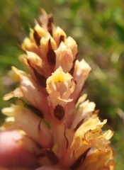 Orobanche kochii