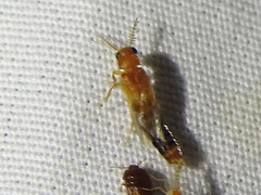 Distremocephalus texanus