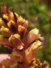 Orobanche kochii
