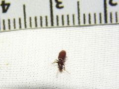 Clivina impressefrons