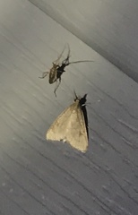 Udea rubigalis