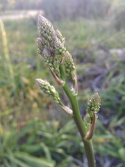 Chlorogalum pomeridianum