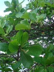 Almendro
