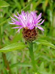 Centaurea × moncktonii