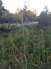 Chlorogalum pomeridianum