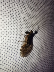 Plega dactylota
