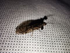 Plega dactylota