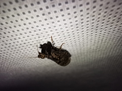 Plega dactylota