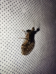 Plega dactylota