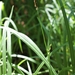 Carex pilosa - Photo (c) Sigitas Juzėnas, algunos derechos reservados (CC BY), subido por Sigitas Juzėnas