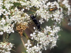 Chlorophorus sartor