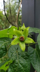 Gonolobus uniflorus
