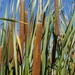 Southern Cattail - Photo no rights reserved, uploaded by Alex Heyman