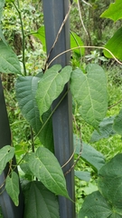 Gonolobus uniflorus