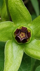 Gonolobus uniflorus