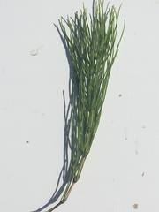 Equisetum arvense image