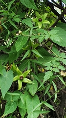 Gonolobus uniflorus
