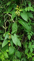 Gonolobus uniflorus