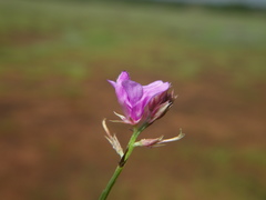Indigofera dalzellii