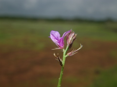 Indigofera dalzellii