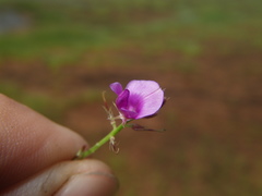 Indigofera dalzellii