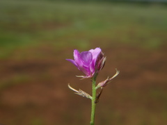 Indigofera dalzellii