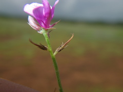 Indigofera dalzellii