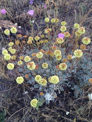 Eriogonum prattenianum