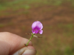Indigofera dalzellii