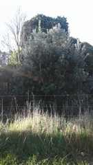 Metrosideros excelsa