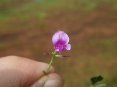 Indigofera dalzellii