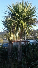 Cordyline australis