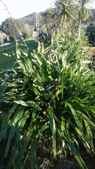 Phormium