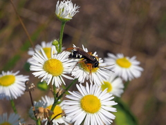 Cryptocheilus richardsi